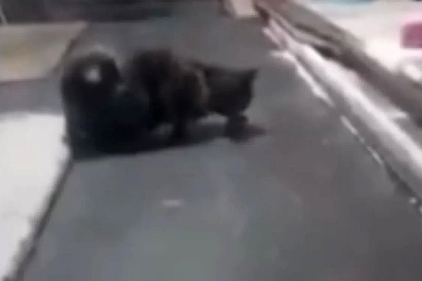 Kedi, fırın tezgahının üzerinde fareyle oynadı