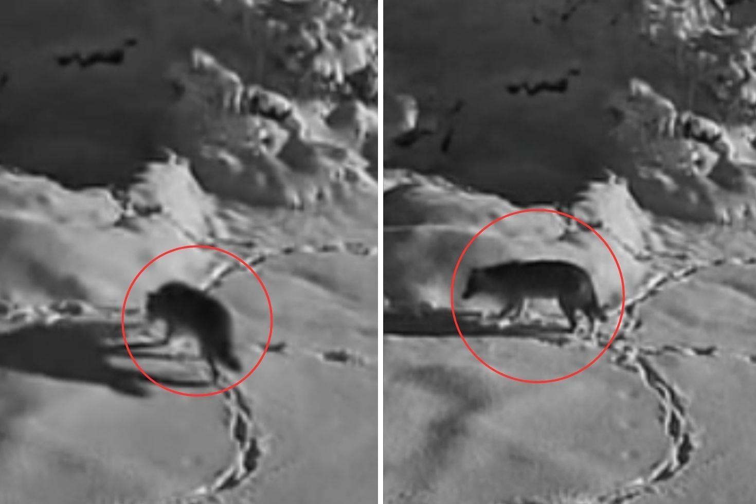 Aç kalan kurt mezraya indi