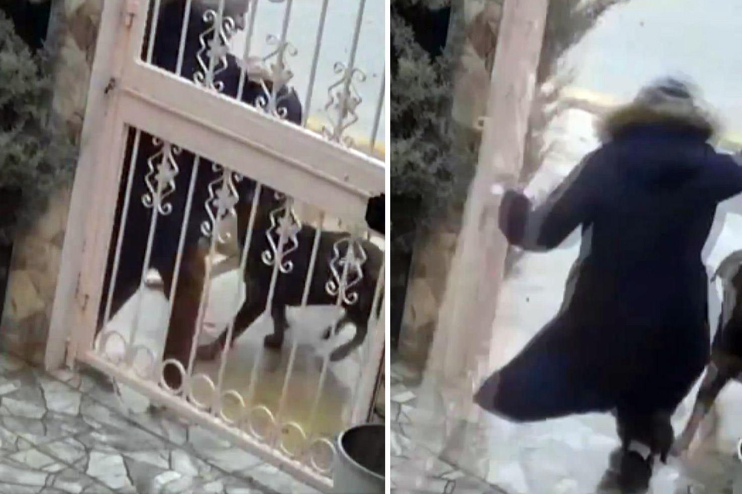 Sahipsiz köpeklerin saldırısına uğrayan kadın komşusunun müdahalesiyle kurtuldu