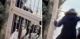 Görüntü başkent Ankara'dan! İzlerken kanınız donacak