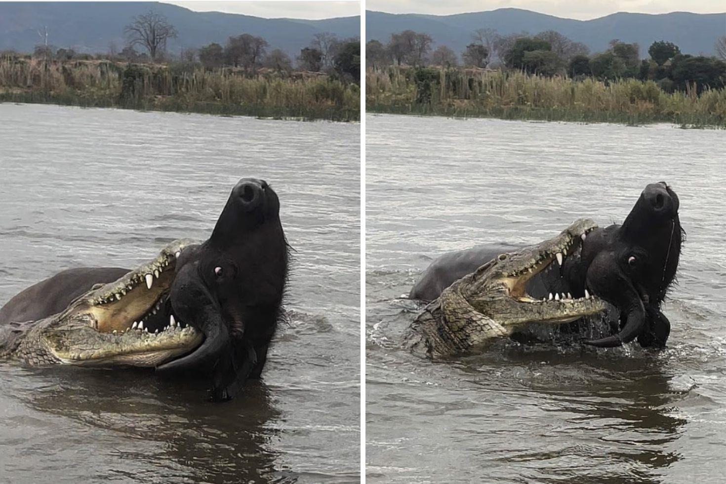 Nefes kesen anlar: Timsahın saldırdığı bufalo mucizevi şekilde kurtuldu