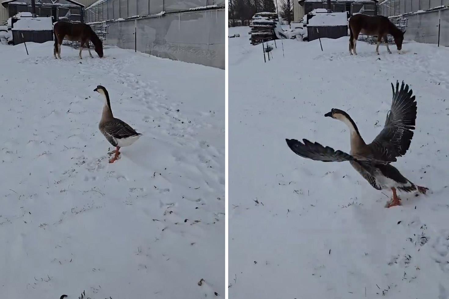 3 bin 500 TL verip kaz aldı, sonu büyük hüsranla bitti