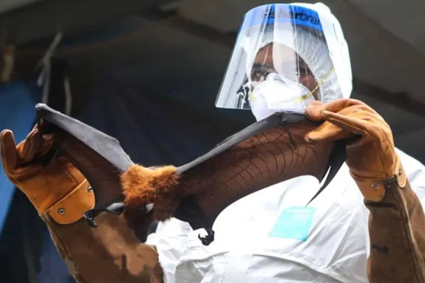 Yarasalardan bulaşan Nipah virüsünde vaka ve ölüm sayısı patladı