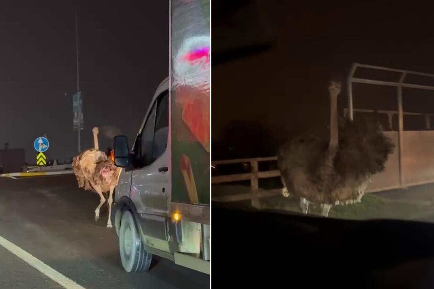 Deve kuşu trafiği altüst etti