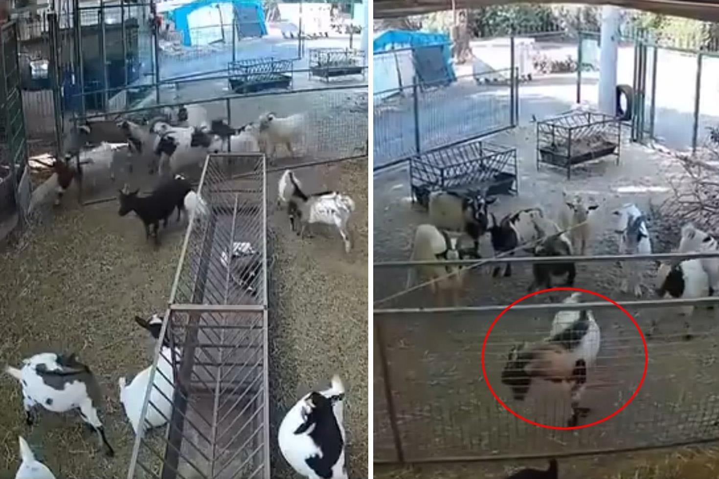 Kamera görüntülerini izleyen çiftlik sahibi gördüklerine inanamadı