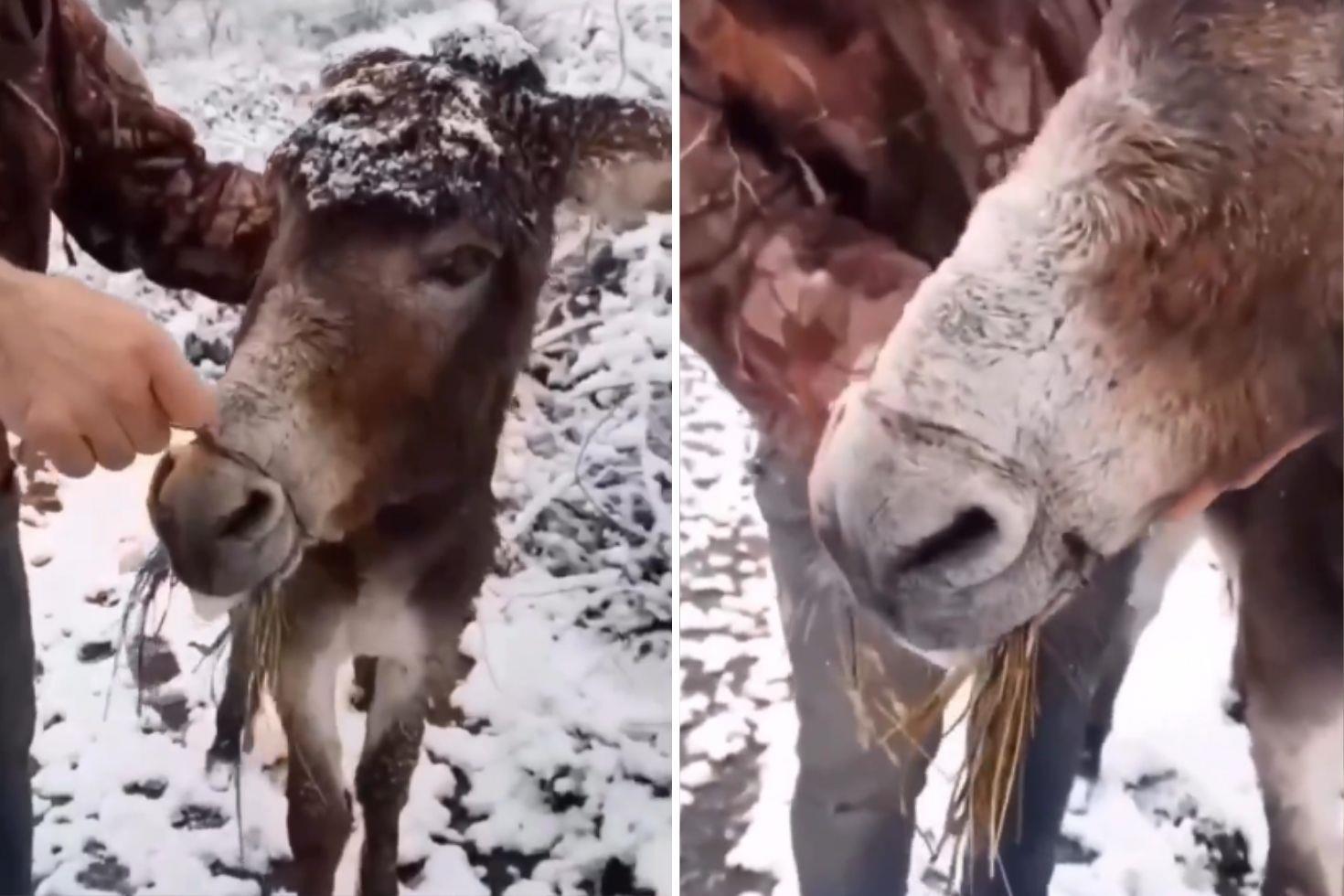 Bu görüntüler vicdanları sızlattı Ağzını telle bağlayarak ölüme terk ettiler