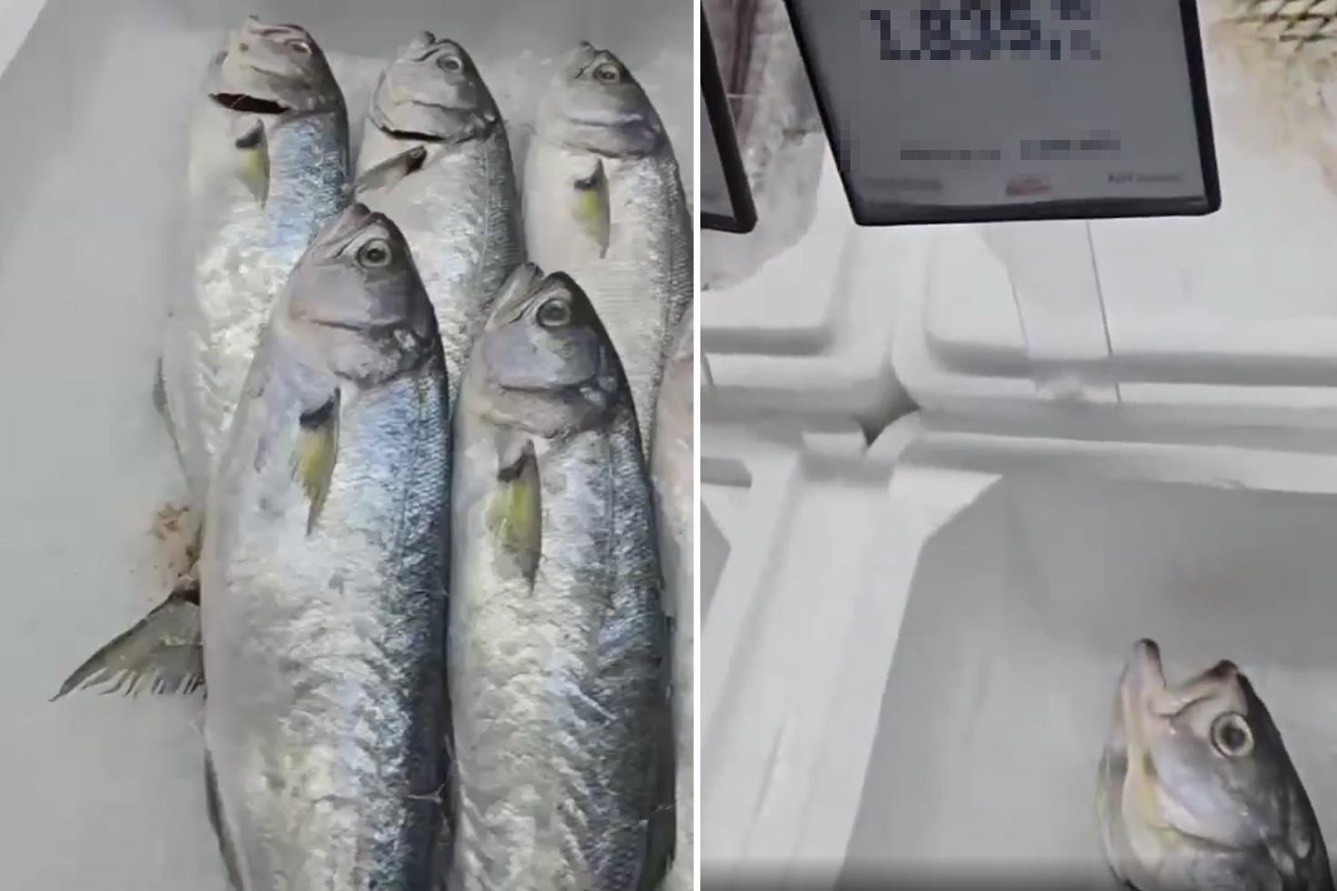 Markette satılan balığın fiyatını duyunca büyük şaşkınlık yaşadı