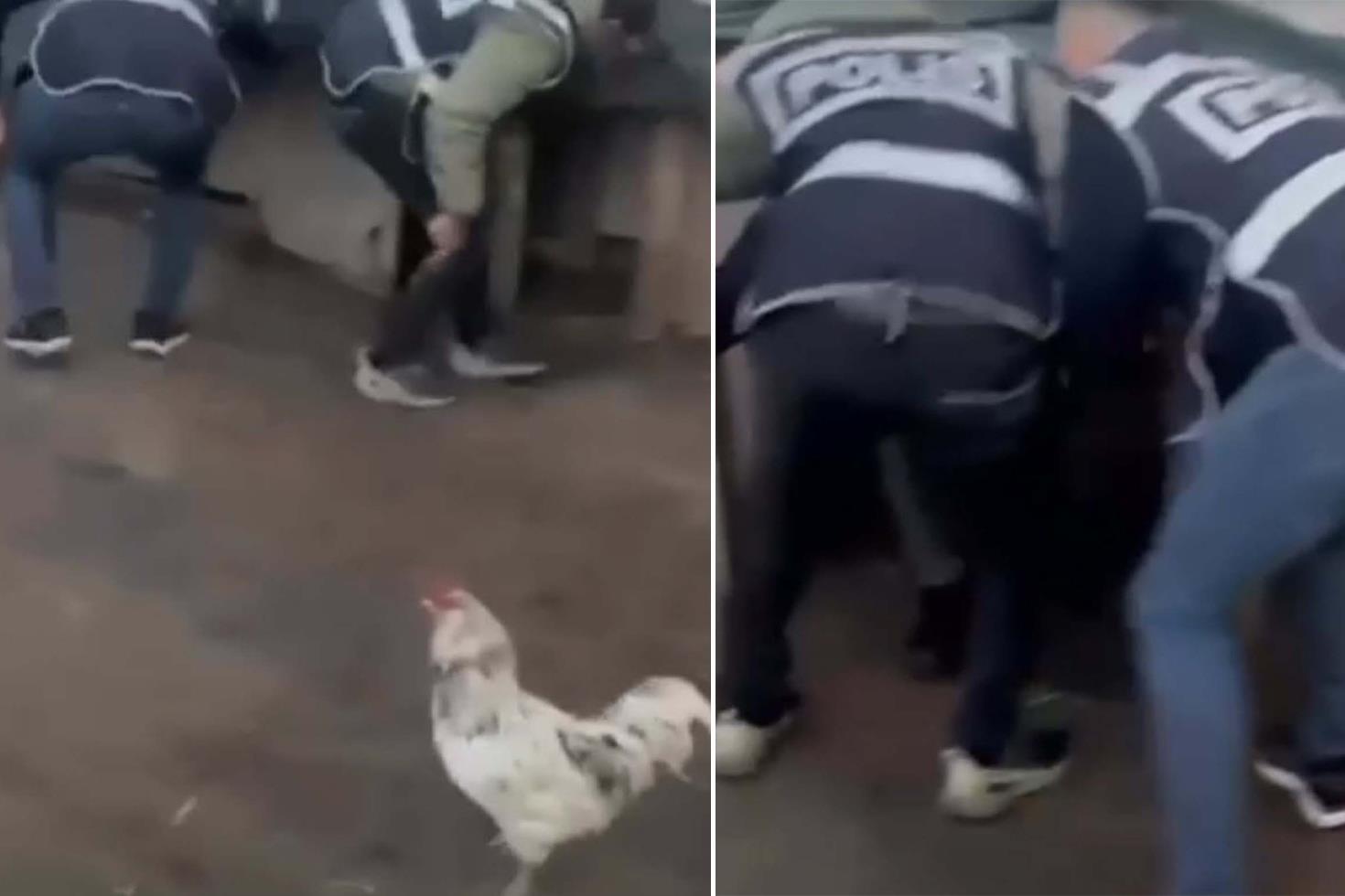 Saklandığı kümeste öksürünce yakayı ele verdi