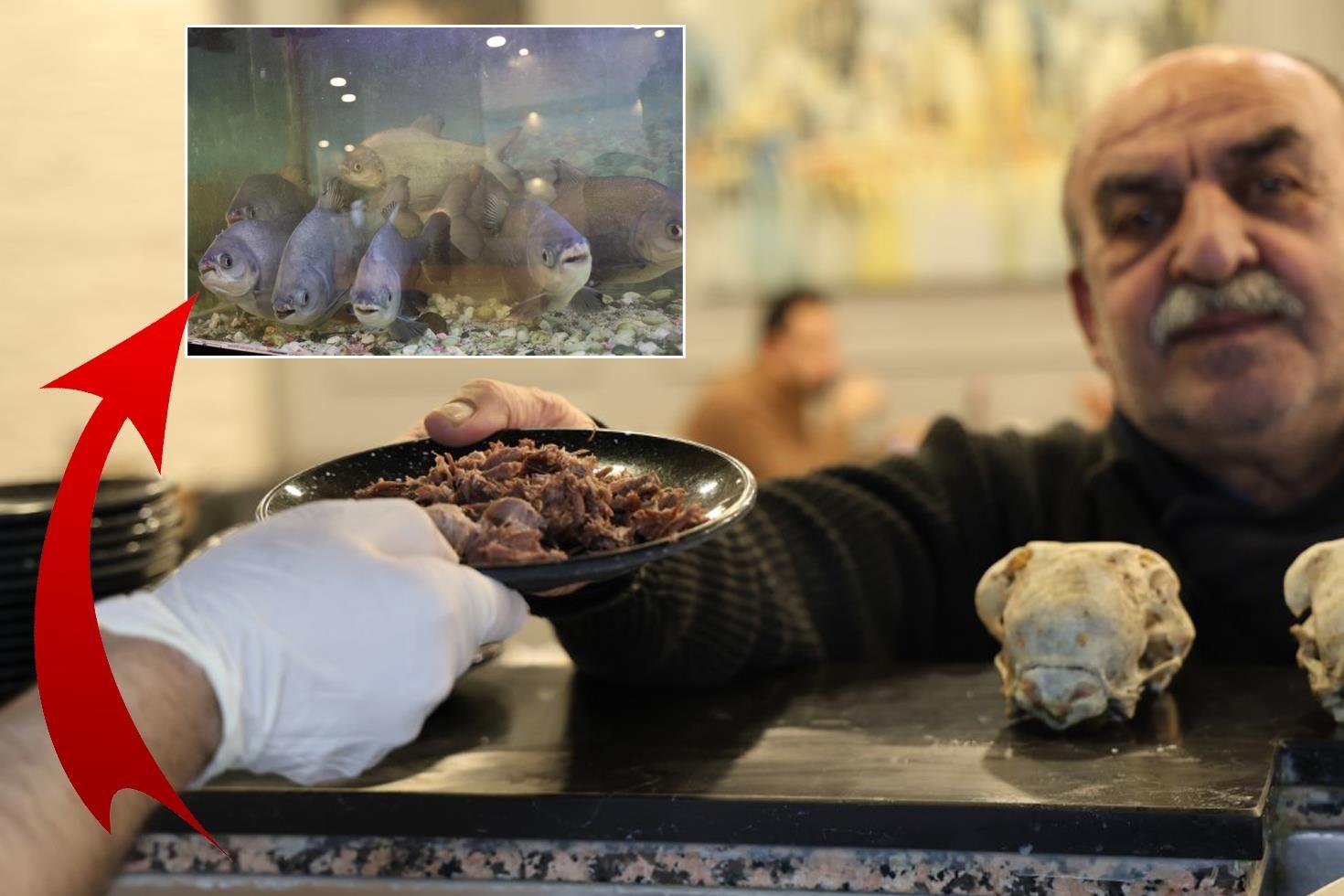 Kele paçacının tüyler ürperten hobisi 12 yıldır elleriyle besliyor