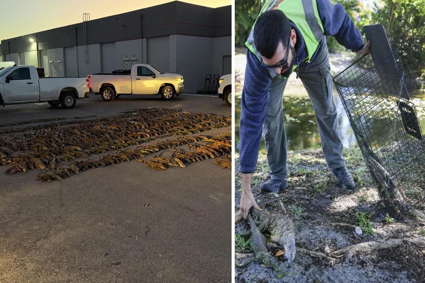 Soğuk havada binlercesi kaskatı kesildi, kafesini kapan toplamaya başladı