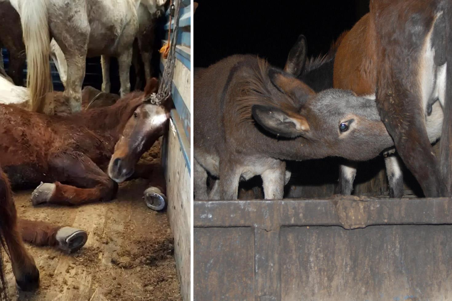 Vatandaşa et ve eşek eti yedirilen ilde ekipler teyakkuza geçti