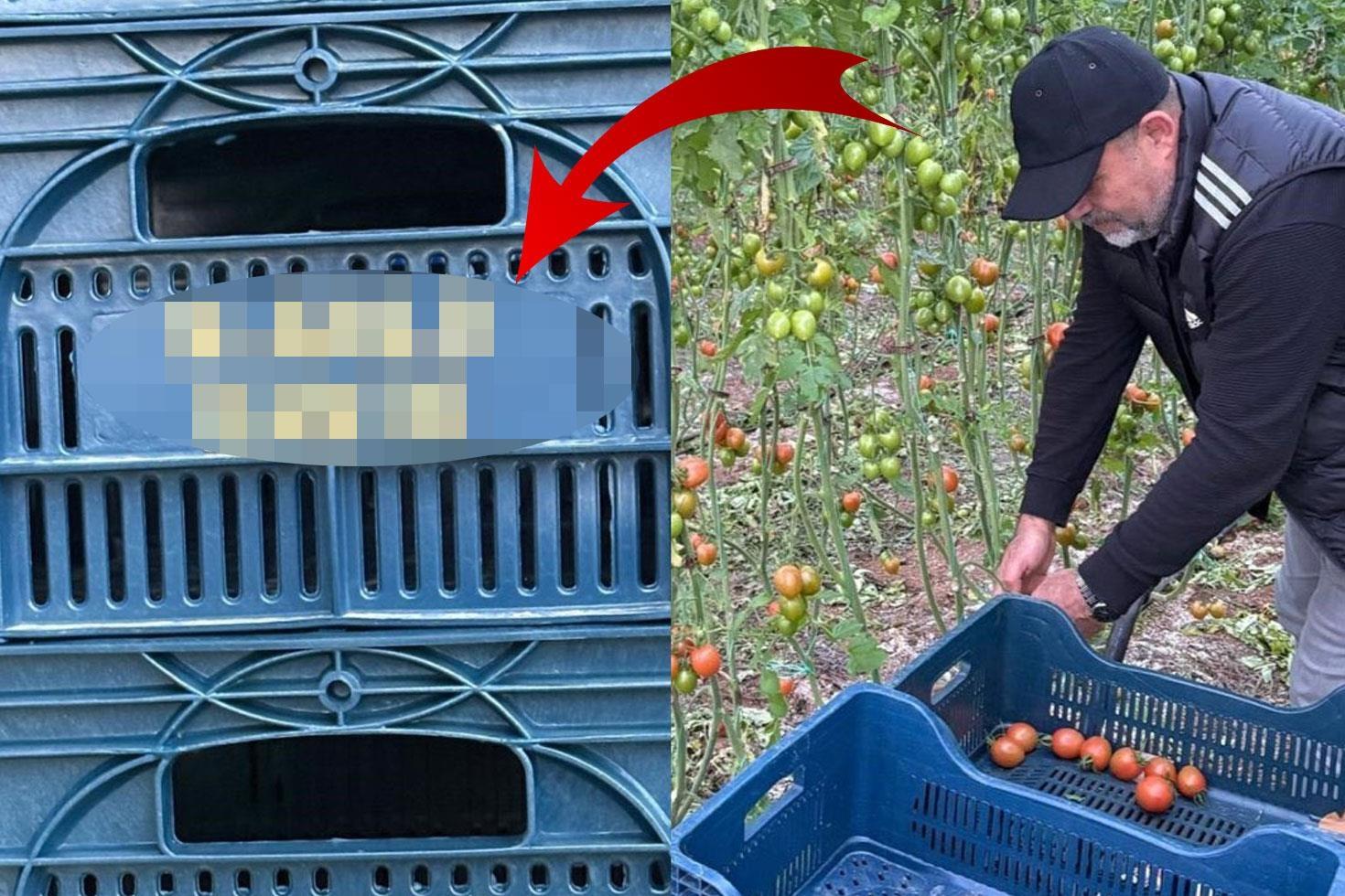 Domatesleri topladığı kasaya bile onun adını yazdırdı