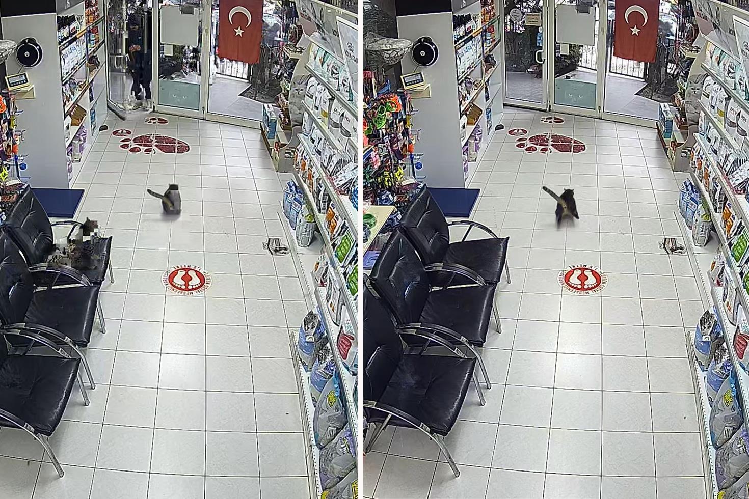 Avcılar’da 3 çocuk veterinere torpil attı içerideki hayvanların kaçıştığı anlar kamerada