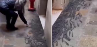 Balıklar sokaklara taşındı, halk şaşkınlık içinde onları izledi