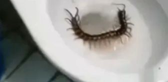 Otel tuvaletinden çıkan dev yaratık dehşete düşürdü: "Bu bir uzaylı!"