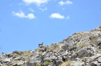 Kahramanmaraş'ta 100 Yıl Aradan Sonra İlk Kez Yaban Keçileri Görüldü