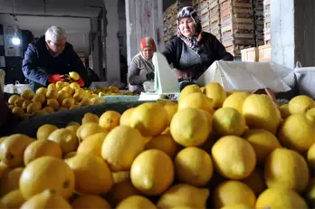 Limon Değerleneceği Güne Kadar Yatakta