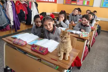 Kedi Tombi Yeniden Okula Döndü