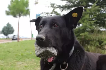 Yavrularını Kaybeden Köpek, 3 Yıldır Ağzında Taşla Geziyor