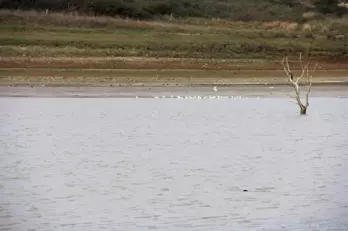 Sazlıdere Baraj Gölü'nde Kuşların Dansı Kamerada