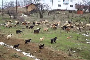 Çobanların Zorlu Kış Mesaisi Başlıyor