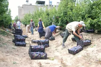 Hobi olarak başladığı Japon eriğinden 120 ton ürün elde etti