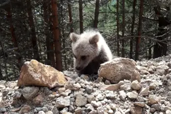 Yavru ayı yola indi, Arap turistler şaştı kaldı