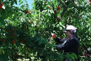 Tescilli Salihli kirazında hasat sevinci