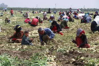 Adana'da Turfanda Soğan Hasadı Başladı, Fiyatlar Yarı Yarıya Düşecek