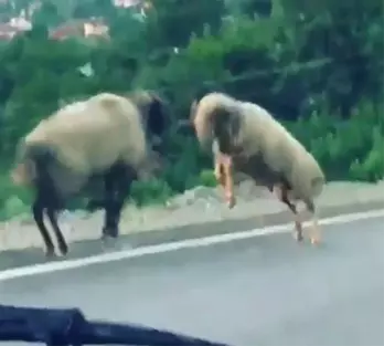 Koçların kafa kafaya kavgası kameralara yansıdı