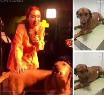 Leman Sam'ın Konserinde Sahneye Fırlayan Köpeği Zehirlediler