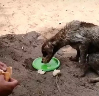 Ormanlıkta çuval içinde biri ölü, diğeri ölmek üzere olan iki köpek bulundu