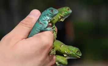 İguana Yavruları İlgi Odağı Oldu