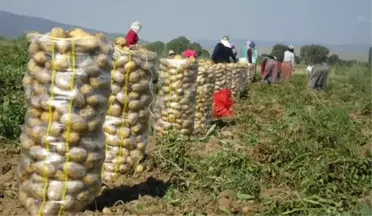 Çuval Çuval Patatesler Yola Çıktı! Fiyatlar Düşecek