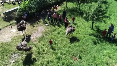 Eve sığmayan deve kuşları mahallelinin maskotu oldu