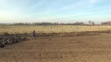 Istanbul'un Yılbaşı Hindileri Tekirdağ'dan