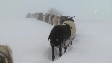 Besicilerin Kara Kışta Zorlu Yolculuğu