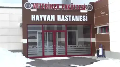 Hayvanlar Için 