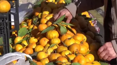 Bodrum Mandalina Şenliği Başladı