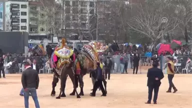 Biga Belediyesi 3. Deve Güreşleri