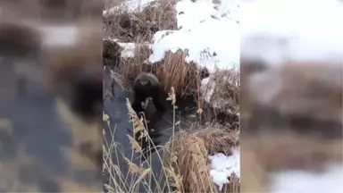 Yüzeyin Donan Gölde Balık Ölümü