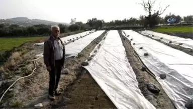 Tütüncülerin Yeni Sezon Telaşı Başladı