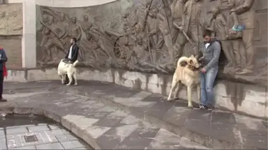 Hollanda Polisine Kangal Köpekli Gözdağı