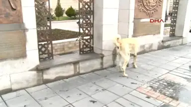 Kayseri Hollanda'ya Kangal Köpekli Protesto