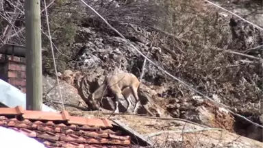 Yaban Keçileri Artık Insanlarla Iç Içe