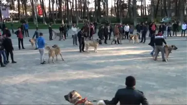 Hollanda'ya Kangal Köpekli Tepki