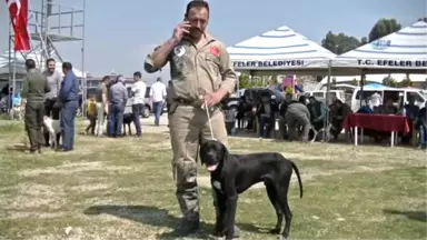 Aydın'da Köpekler Podyuma Çıktı