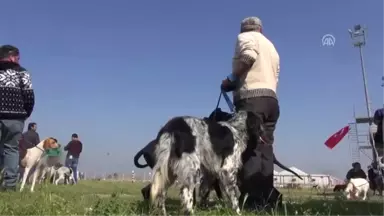 Incirliova'da Av Köpekleri Yarıştı - Aydın