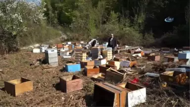 Kış Uykusundan Uyanan Ayılar, 120 Arı Kovanını Parçaladı