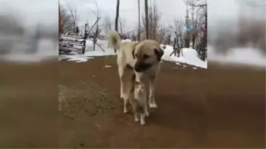 Tunceli'de Kedi ve Köpeklerin Dostluğu